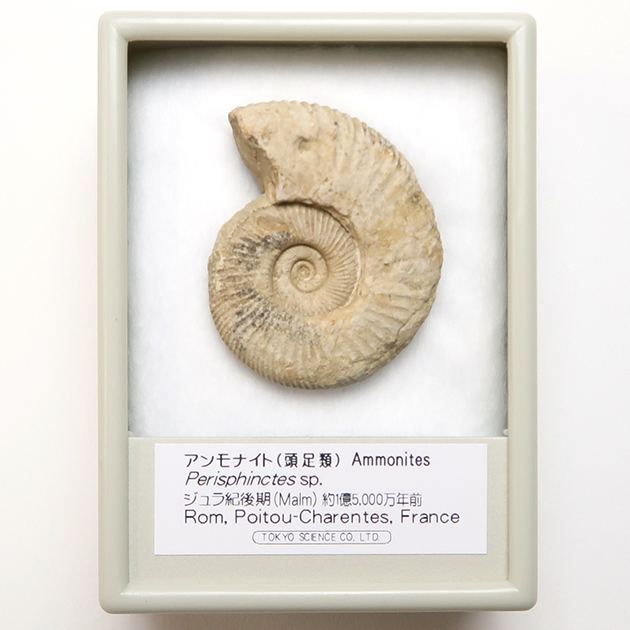 アンモナイト 化石標本 値下げ商品