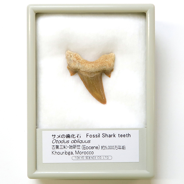 サメの歯化石
