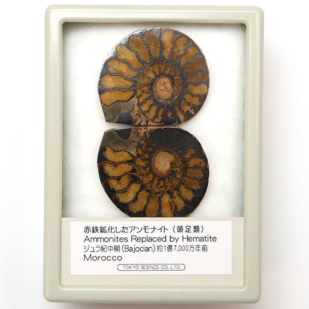 アンモナイト｜化石標本・分売｜化石販売・鉱物販売の東京サイエンス