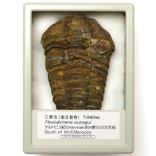 三葉虫｜化石標本・分売｜化石販売・鉱物販売の東京サイエンス