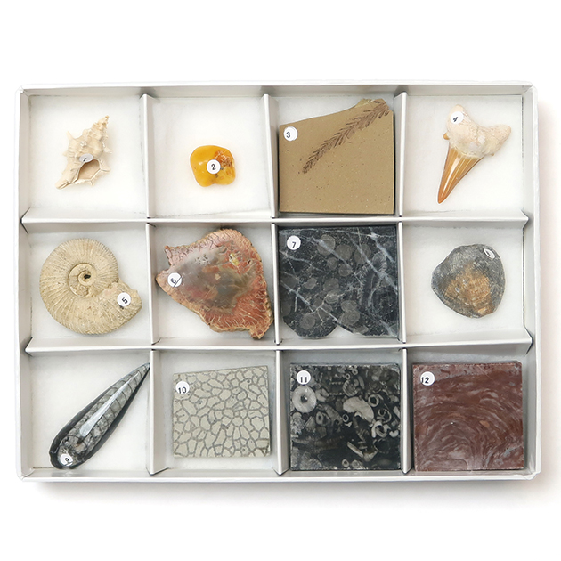 化石標本12種｜化石販売・鉱物販売の東京サイエンス