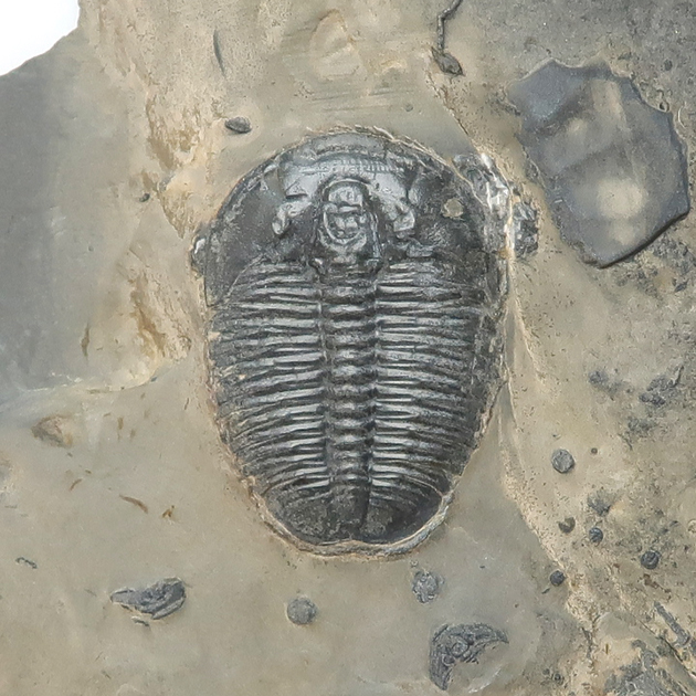 三葉虫・Y39＃・54g（モロッコ産化石標本）三葉虫