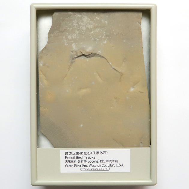 鳥の足跡化石（Fossil Bird Tracks）｜化石販売・鉱物販売の東京