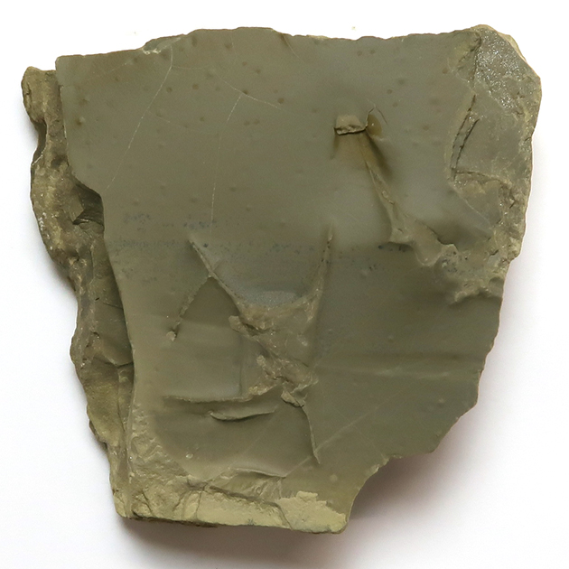 ウソシジミの化石を含む奇跡の石