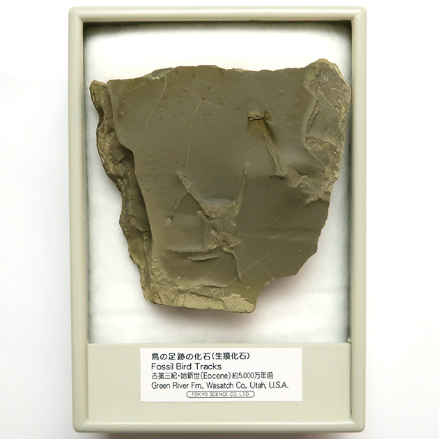 鳥の足跡化石（Fossil Bird Tracks）｜化石販売・鉱物販売の東京