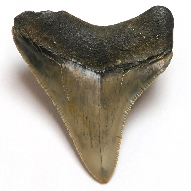 サメの歯化石 2.5kg 専用20221026 | www.carmenundmelanie.at