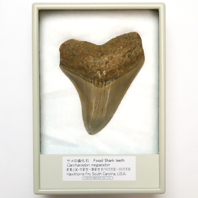 過去販売－サメの歯化石（Carcharodon）｜化石販売・鉱物販売の東京