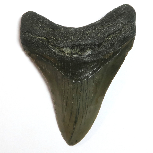 過去販売－サメの歯化石（Carcharodon）｜化石販売・鉱物販売の東京 ...