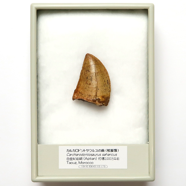 カルカロドントサウルスの歯（Carcharodontosaurus）｜化石販売・鉱物