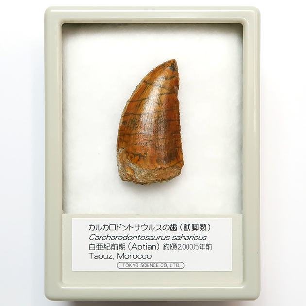 カルカロドントサウルスの歯（Carcharodontosaurus）｜化石販売・鉱物販売の東京サイエンス