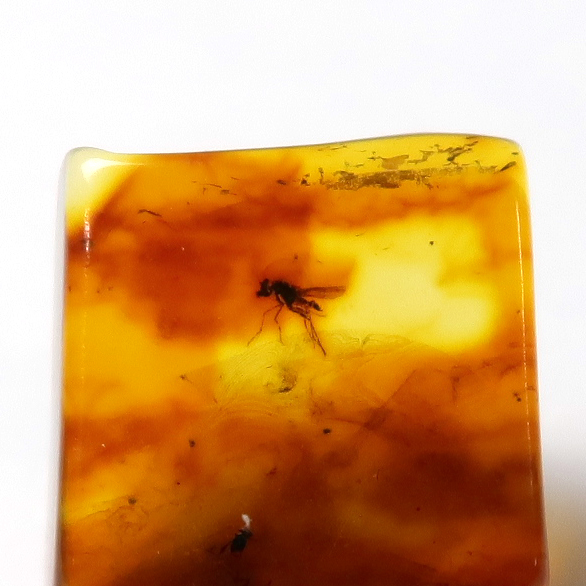 虫入り琥珀（Insects in Amber）｜化石販売・鉱物販売の東京