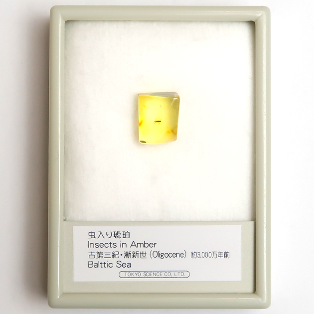 虫入り琥珀（Insects in Amber）｜化石販売・鉱物販売の東京サイエンス