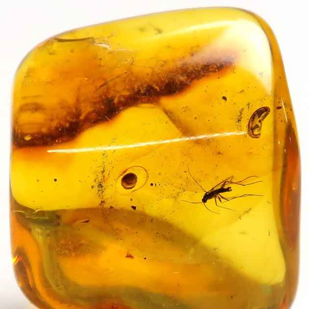 TOKYO SCIENCE 虫入り琥珀（Insects in Amber）約7mm- アンバー(樹脂の