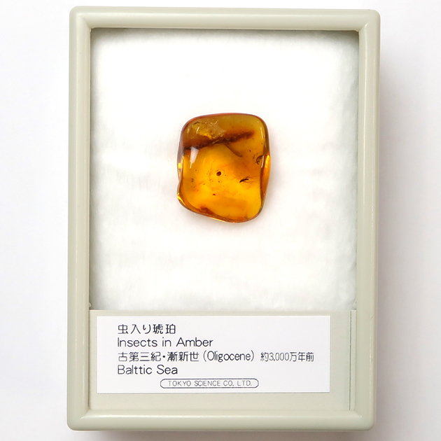 虫入り琥珀（Insects in Amber）｜化石販売・鉱物販売の東京サイエンス