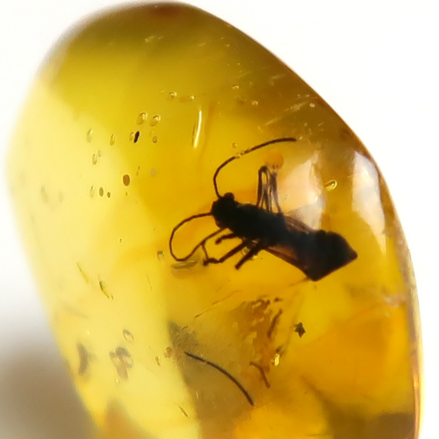 虫入り琥珀（Insects in Amber）｜化石販売・鉱物販売の東京サイエンス