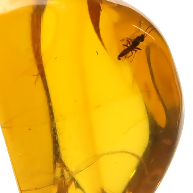 虫入り琥珀（Insects in Amber）｜化石販売・鉱物販売の東京サイエンス