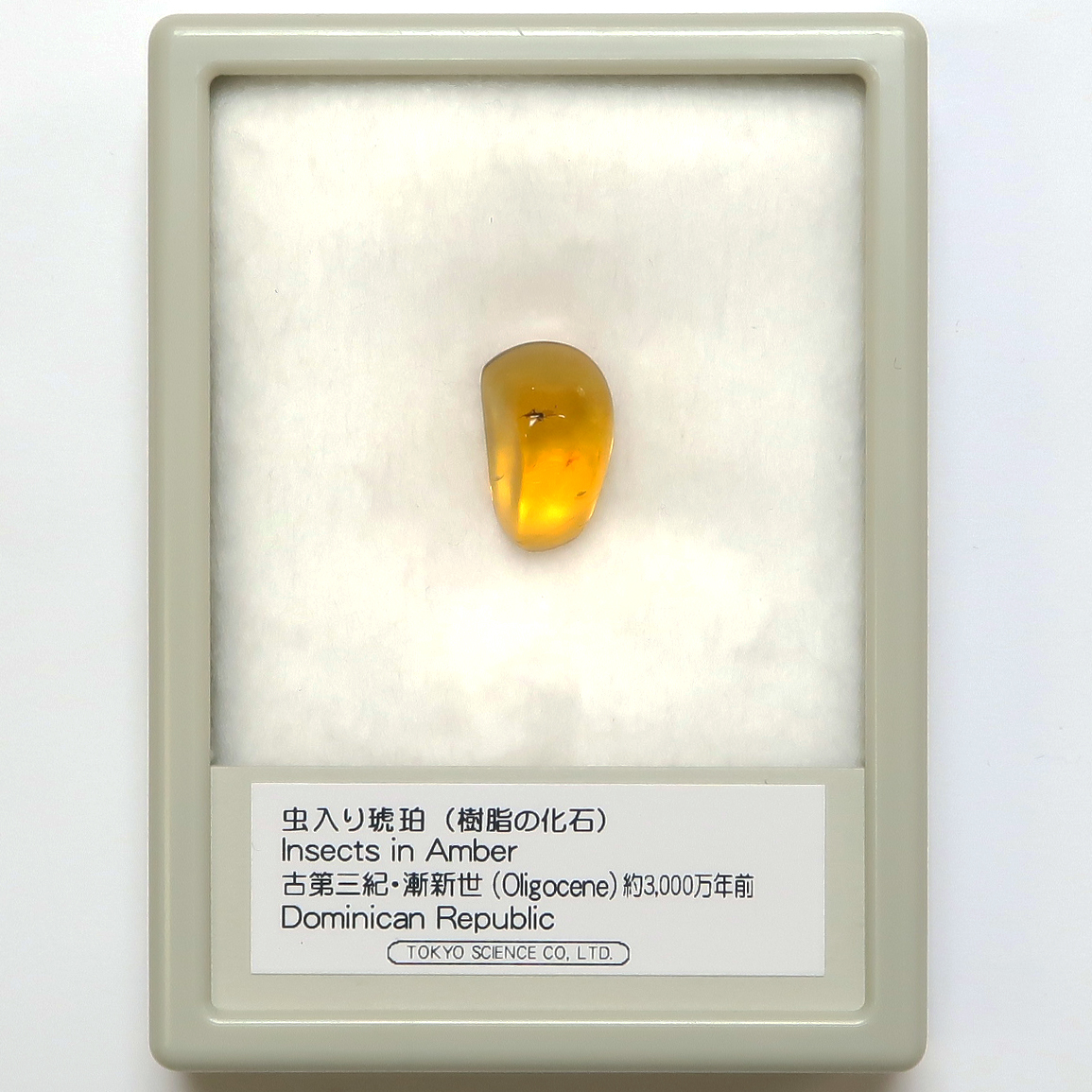 虫入り琥珀（Insects in Amber）｜化石販売・鉱物販売の東京サイエンス