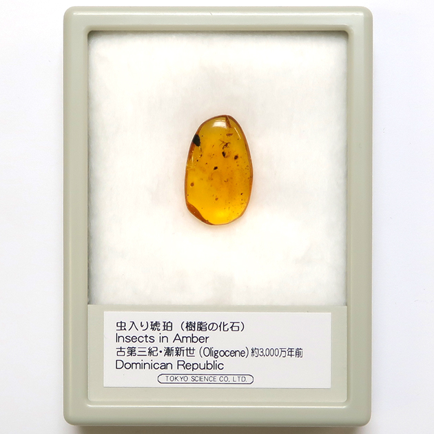 虫入り琥珀（Insects in Amber）｜化石販売・鉱物販売の東京サイエンス