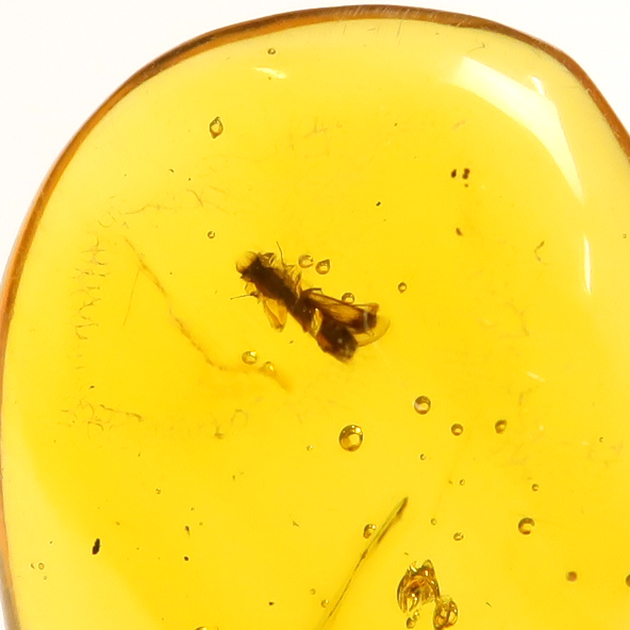 虫入り琥珀（Insects in Amber）｜化石販売・鉱物販売の東京サイエンス