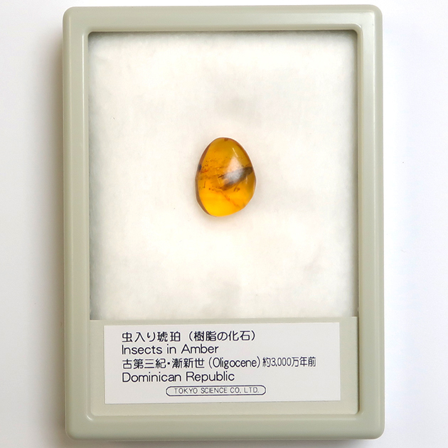 虫入り琥珀（Insects in Amber）｜化石販売・鉱物販売の東京サイエンス