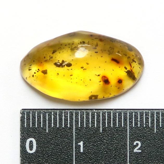 虫入り琥珀（Insects in Amber）｜化石販売・鉱物販売の東京サイエンス