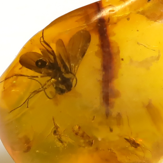 虫入り琥珀（Insects in Amber）｜化石販売・鉱物販売の東京サイエンス