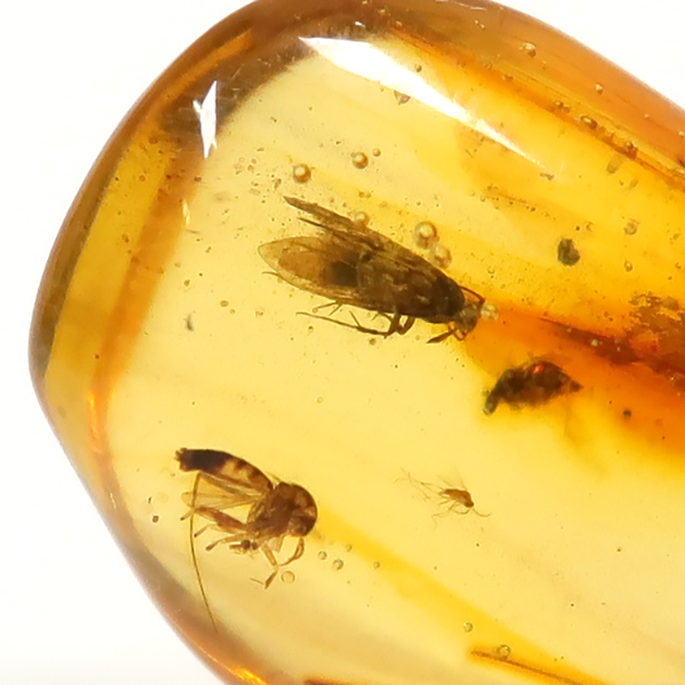 虫入り琥珀（Insects in Amber）｜化石販売・鉱物販売の東京サイエンス