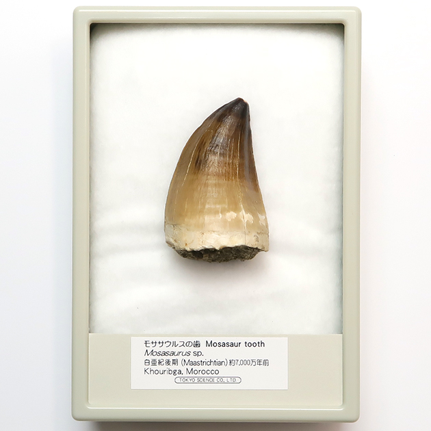 モササウルスの歯（Mosasaurus）｜化石販売・鉱物販売の東京サイエンス