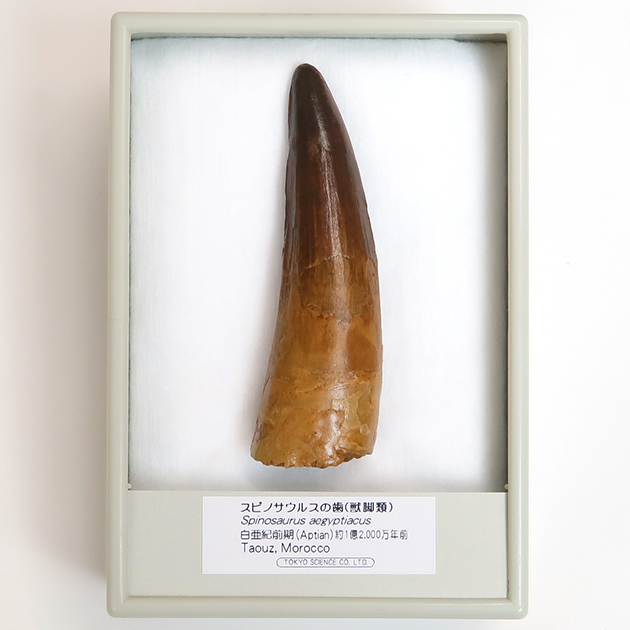 スピノサウルスの歯（Spinosaurus）｜化石販売・鉱物販売の東京サイエンス