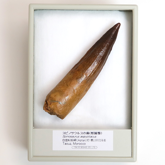 スピノサウルスの歯（Spinosaurus）｜化石販売・鉱物販売の東京サイエンス