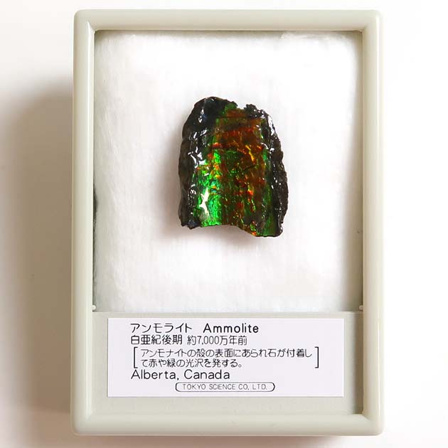 過去販売－アンモライト（Ammolite）｜化石販売・鉱物販売の東京サイエンス