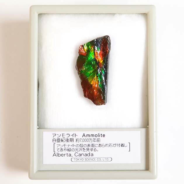 過去販売－アンモライト（Ammolite）｜化石販売・鉱物販売の東京サイエンス