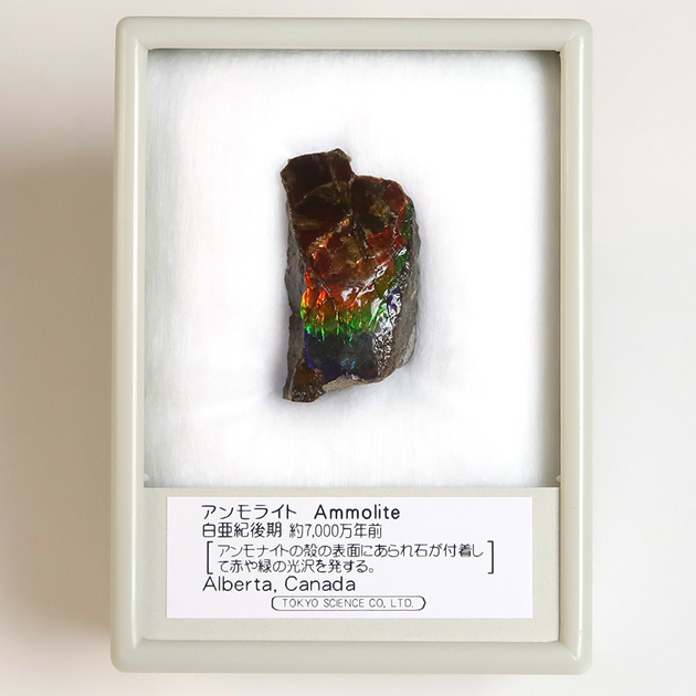 過去販売－アンモライト（Ammolite）｜化石販売・鉱物販売の東京サイエンス