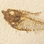 魚の化石（Green River Fm.）