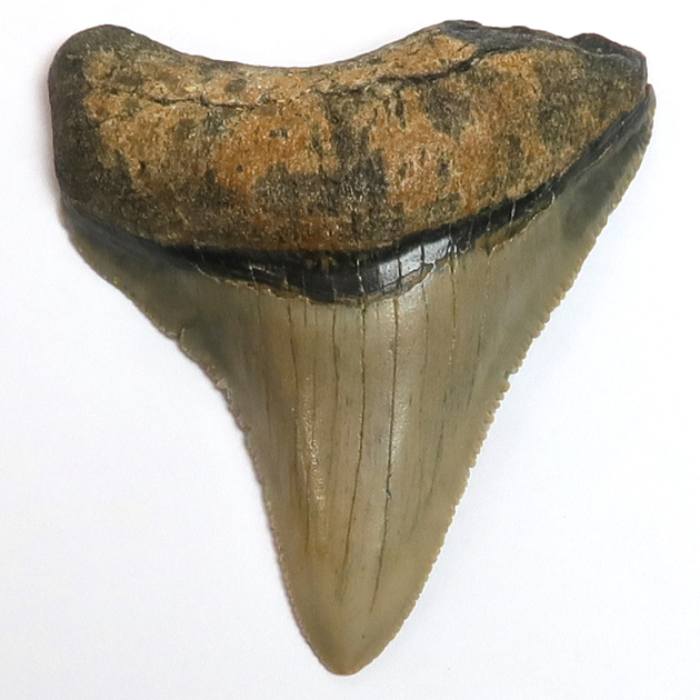 過去販売－サメの歯化石（Carcharodon）｜化石販売・鉱物販売の東京 