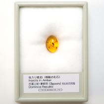 過去販売－虫入り琥珀（Insects in Amber）｜化石販売・鉱物販売の東京