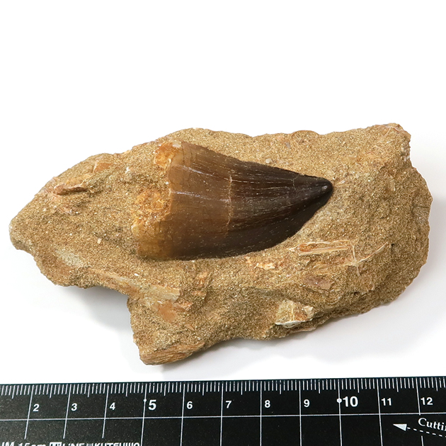 モササウルスの歯