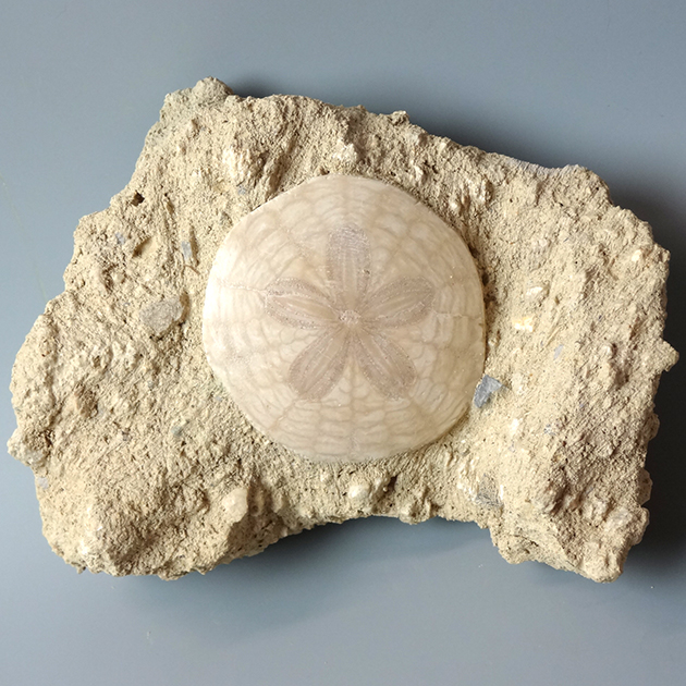 好評 化石標本 ウニの化石 tbg.qa