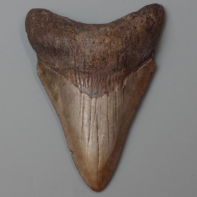 サメの歯化石　①