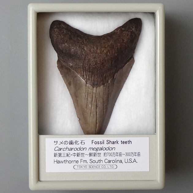 メガロドンの歯の化石　カルカロドンメガロドン