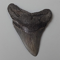 サメの歯 カマヒレザメ [HE67] 化石